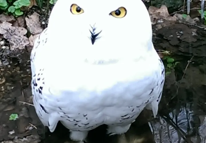 Kleinzoo Wasserstern e.V.