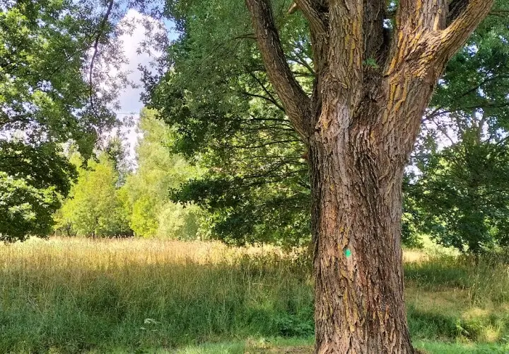 Aubachpark