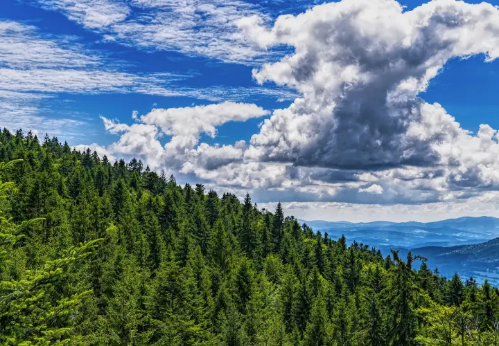 Bayerischer Wald
