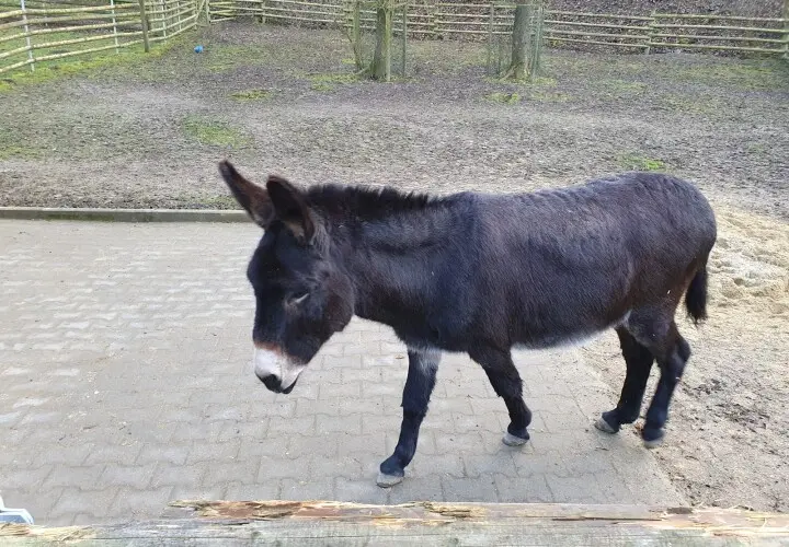 Tiergehege Bad Abbach
