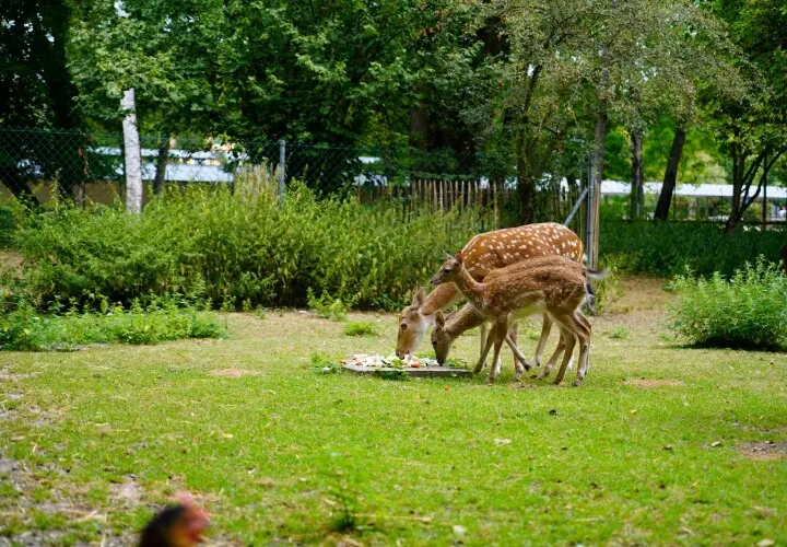Tiergehege Bad Abbach
