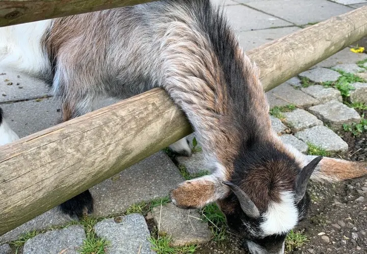 Tiergehege Bad Abbach