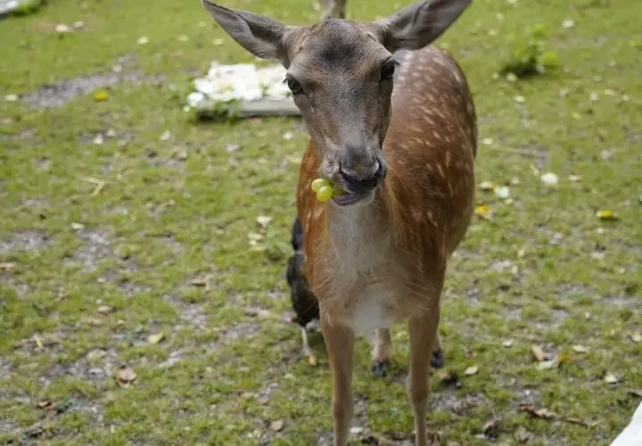 Tiergehege Bad Abbach