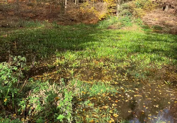 Silberweiher