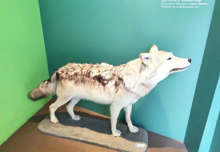 Naturkundemuseum Regensburg