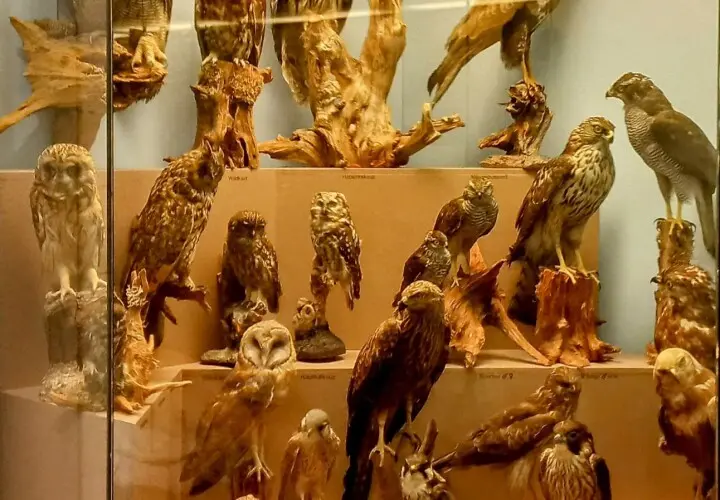 Naturkundemuseum Regensburg
