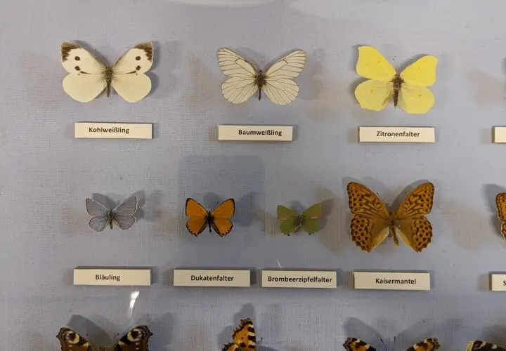 Naturkundemuseum Regensburg