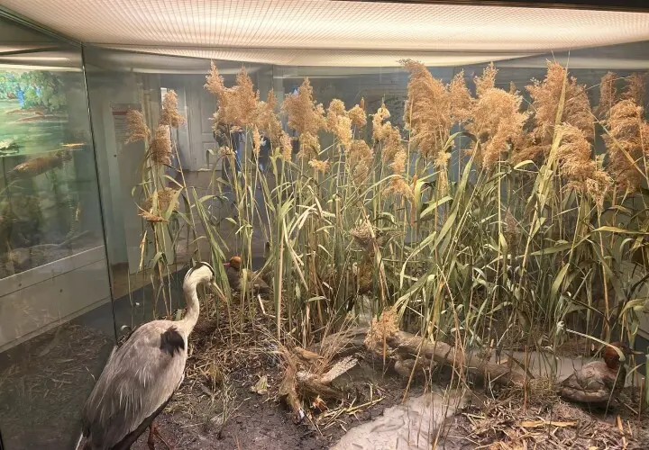 Naturkundemuseum Regensburg