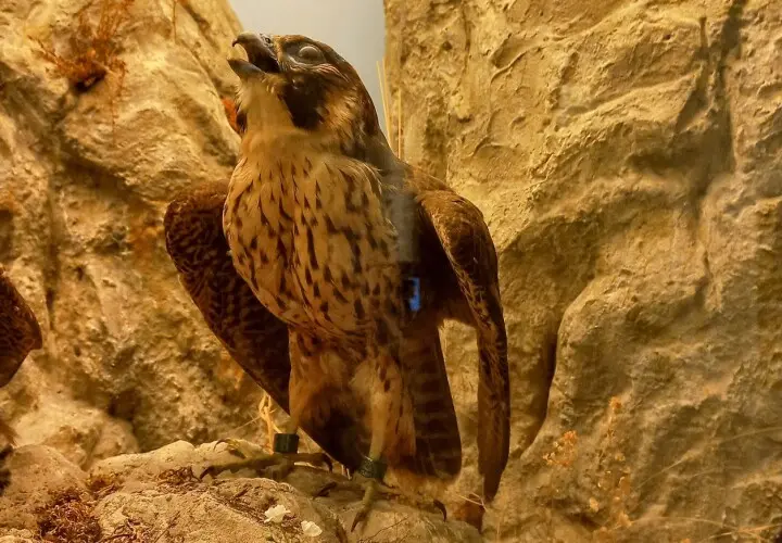 Naturkundemuseum Regensburg