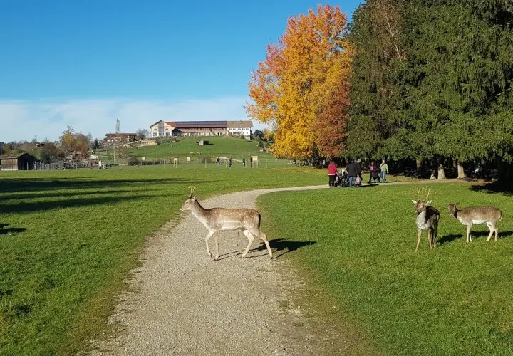 BergTierPark Blindham