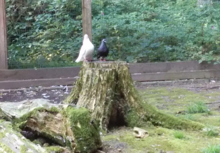 BergTierPark Blindham