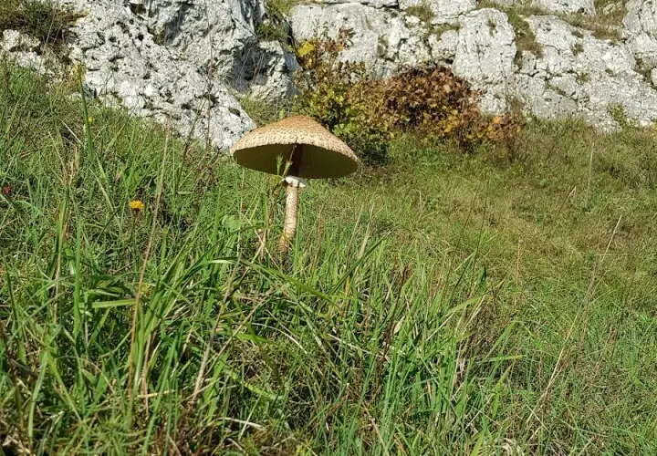 Alpinensteig
