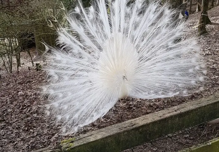 Vogel- und Tierpark Abensberg