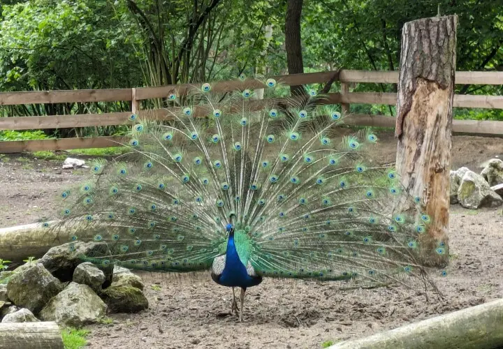 Vogel- und Tierpark Abensberg