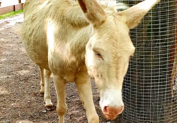 Vogel- und Tierpark Abensberg