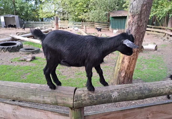 Vogel- und Tierpark Abensberg