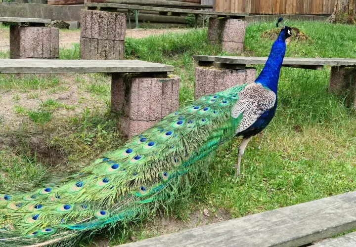 Vogel- und Tierpark Abensberg