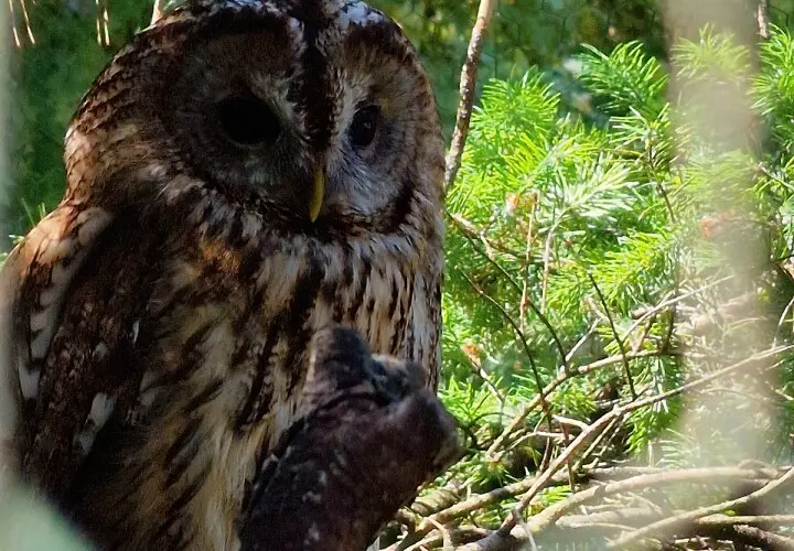 Vogel- und Tierpark Abensberg
