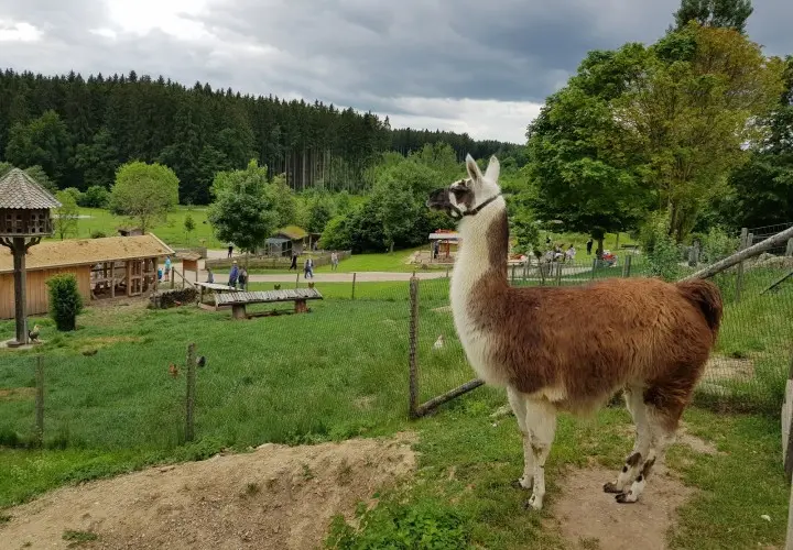 BergTierPark Blindham