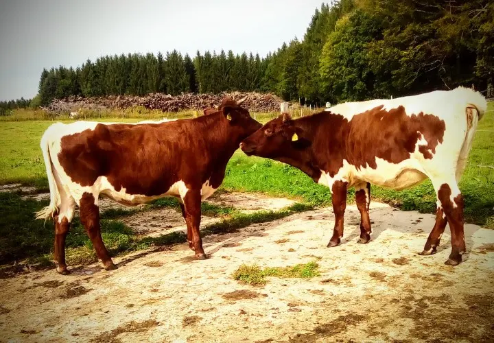 BergTierPark Blindham