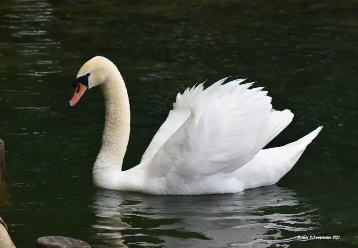 Stempflesee