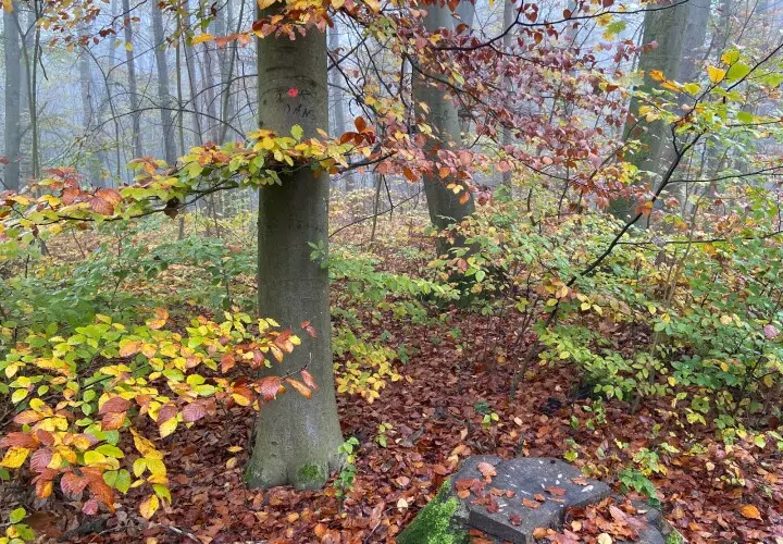 Gögginger Stadtwald