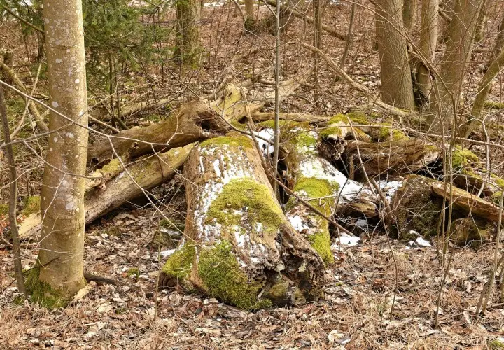 Gögginger Stadtwald