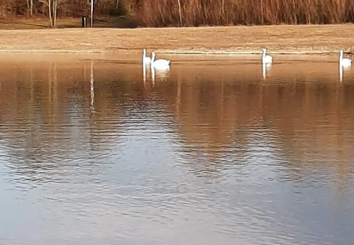 Langweider See