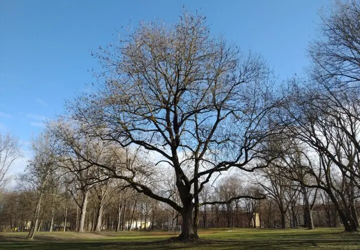 Grieslepark Augsburg