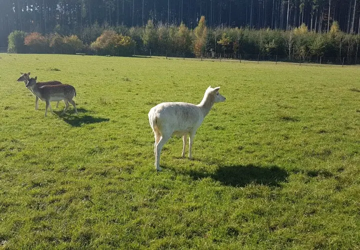 BergTierPark Blindham