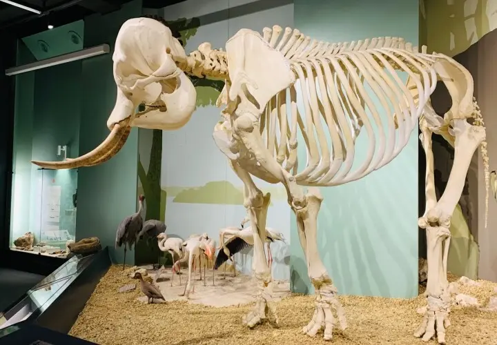 Naturmuseum Augsburg