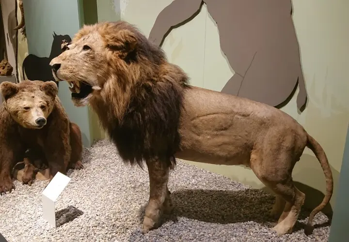 Naturmuseum Augsburg