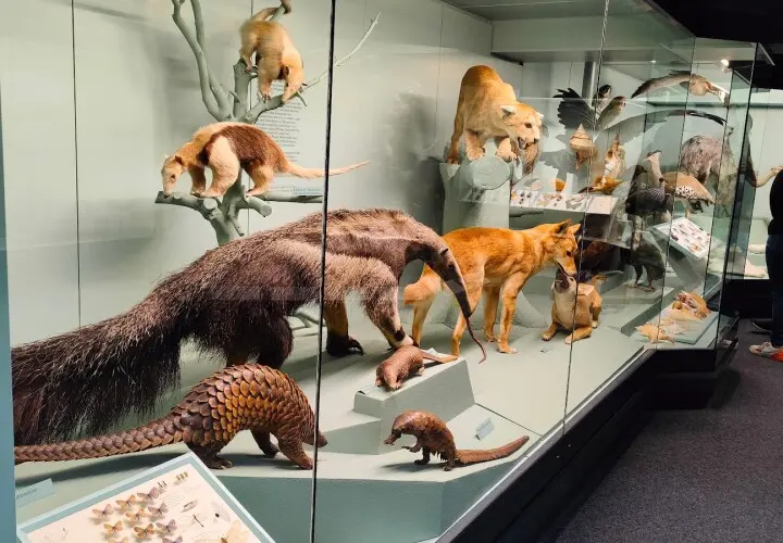 Naturmuseum Augsburg