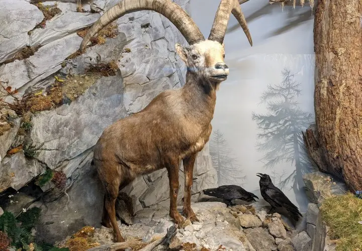 Naturmuseum Augsburg