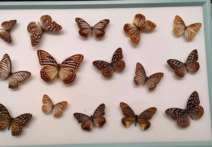Naturmuseum Augsburg