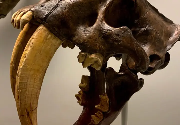 Naturmuseum Augsburg