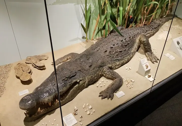 Naturmuseum Augsburg