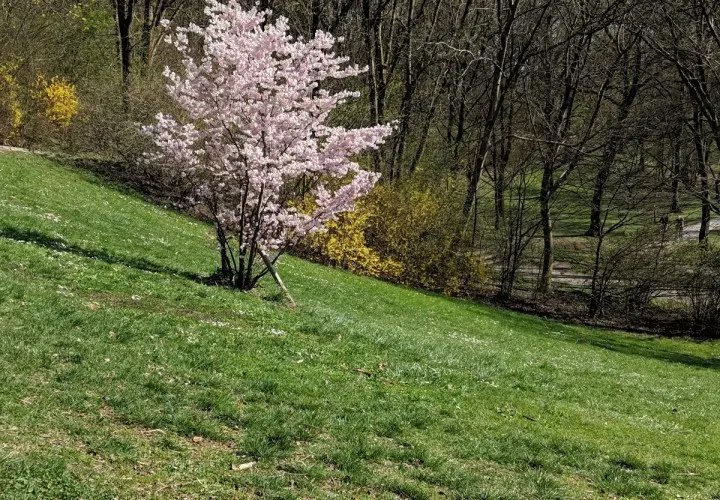 Luitpoldpark