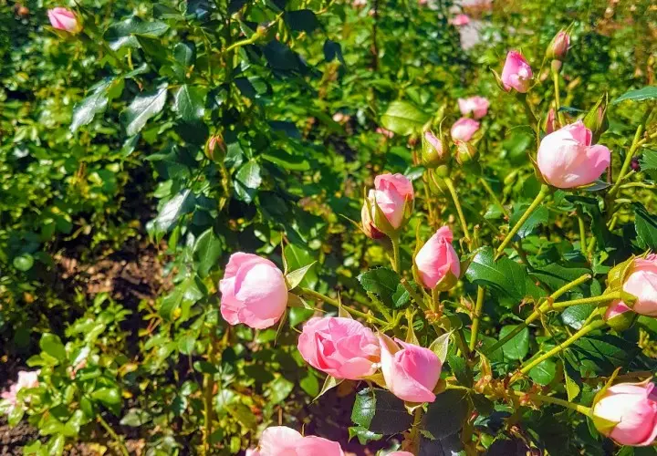 Botanischer Garten München-Nymphenburg