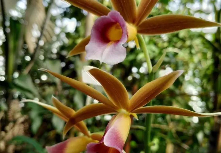 Botanischer Garten München-Nymphenburg