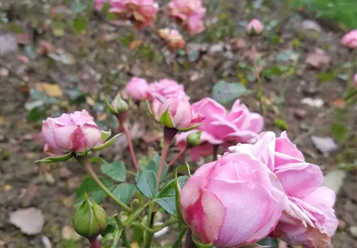 Botanischer Garten München-Nymphenburg