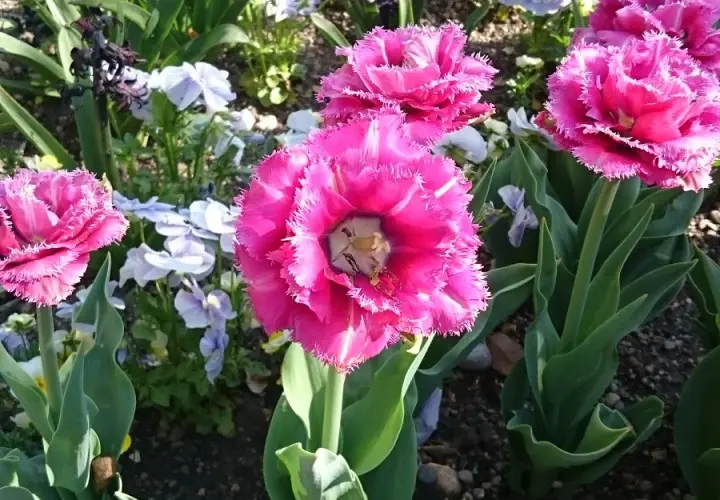 Botanischer Garten München-Nymphenburg