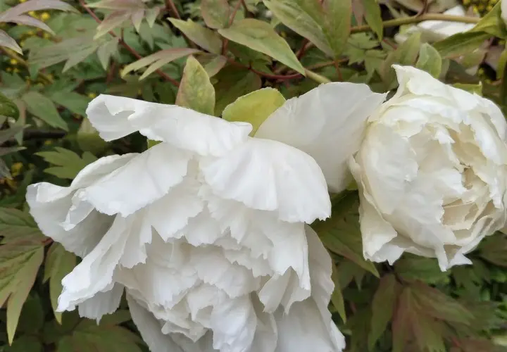 Botanischer Garten München-Nymphenburg