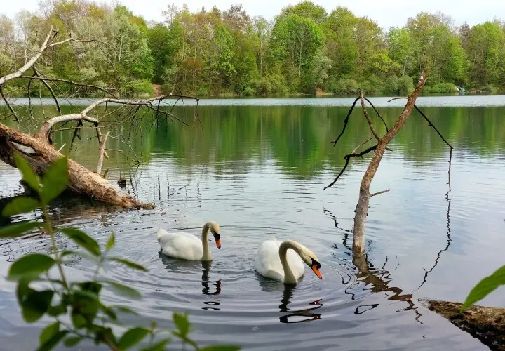 Lindenauer Weiher