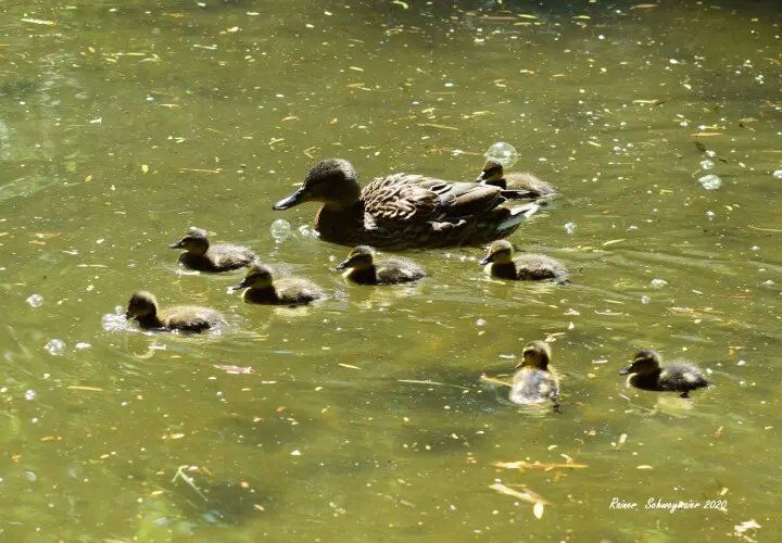 Schmutter-Park Neusäß