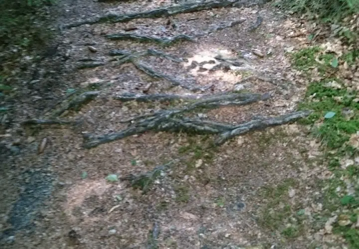 Ebersberger Forst