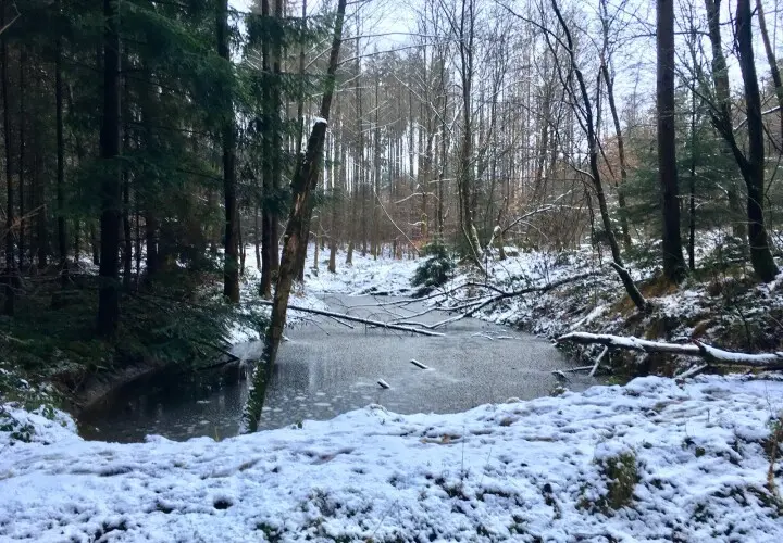 Wieswald