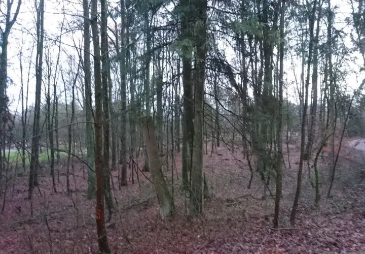 Wieswald