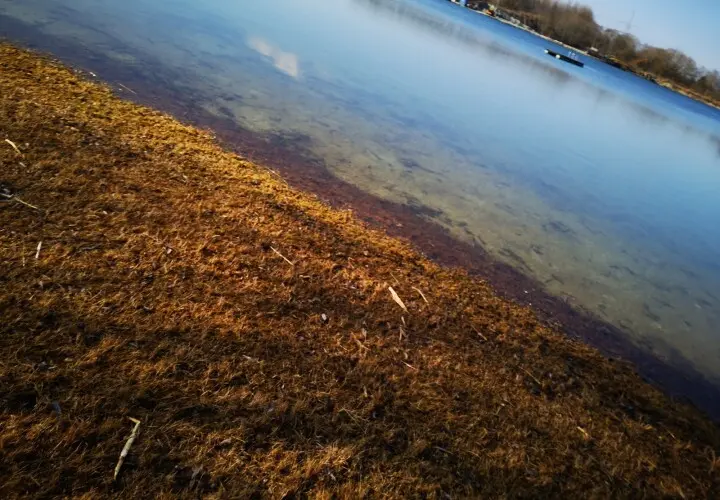 Haager Badeweiher