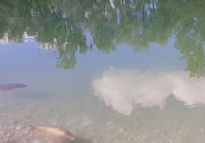 Moosach Weiher